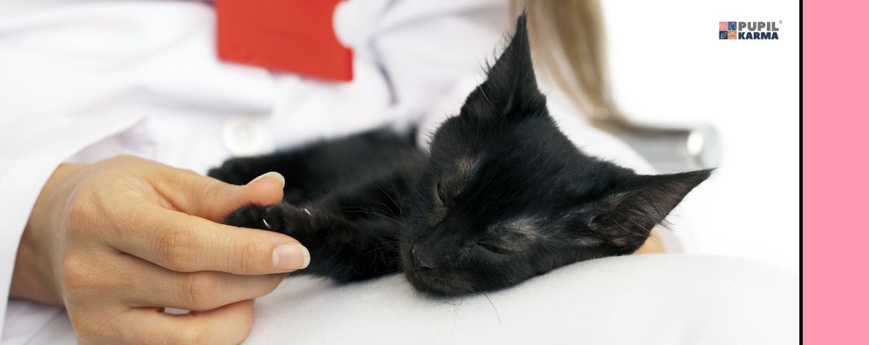 Objawy ostrej niewydolności nerek. Czarny kotek leży w objęciach weterynarza w białym fartuchu.  Logotyp pupilkarma.